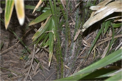 Calamus rotang